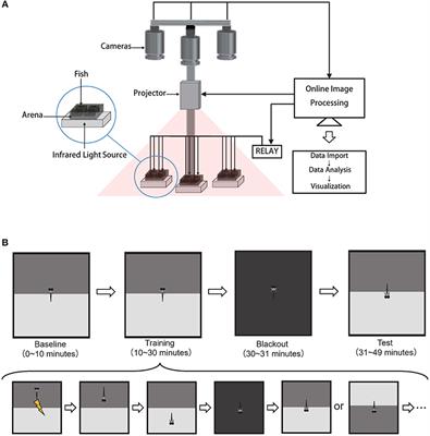 Visual Contrast Modulates Operant Learning Responses in Larval Zebrafish